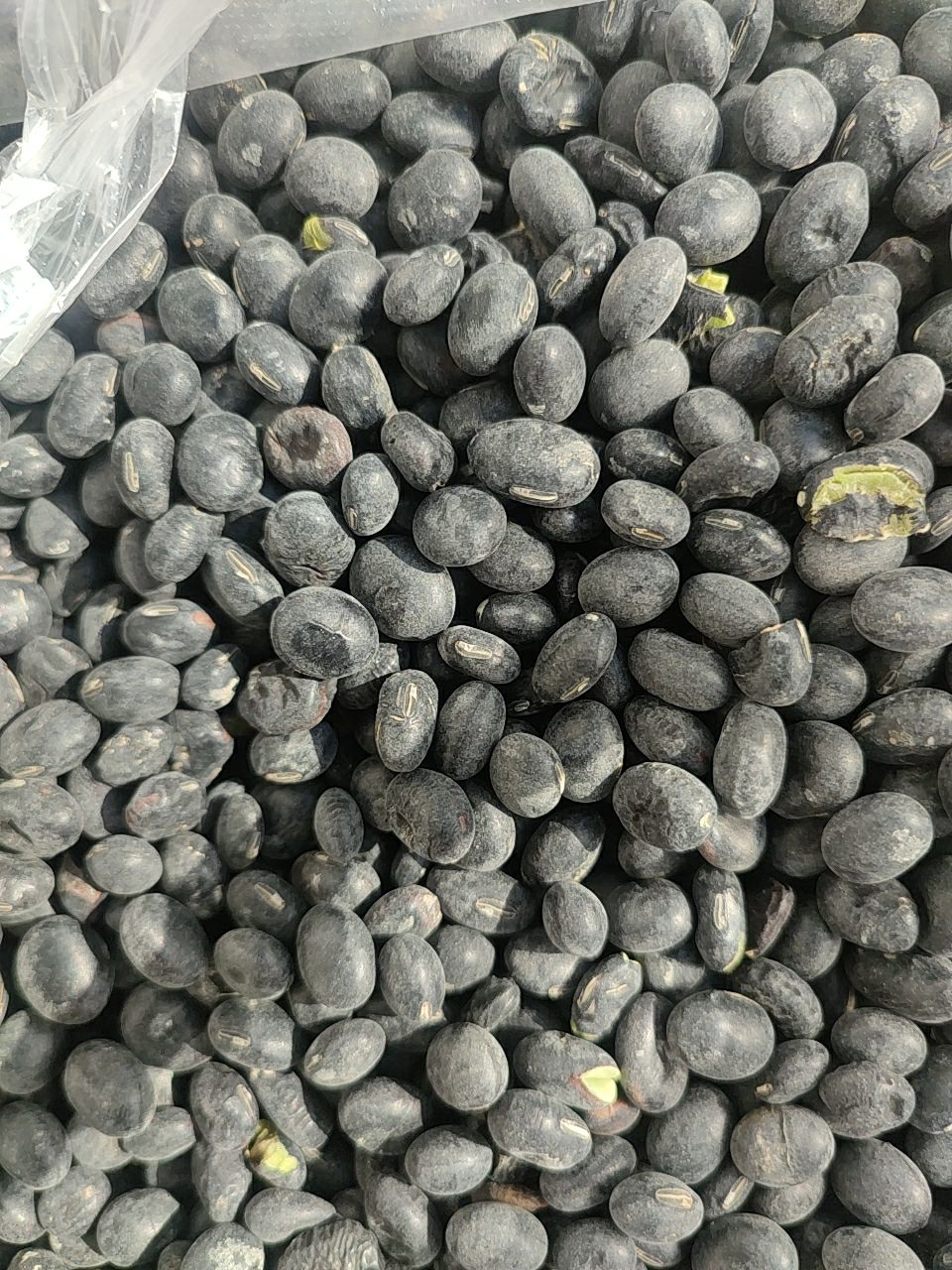 青仁黑豆，自家种的，数量不多，就收八百斤。