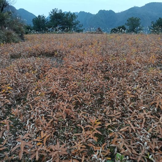丹寨县麻栎苗