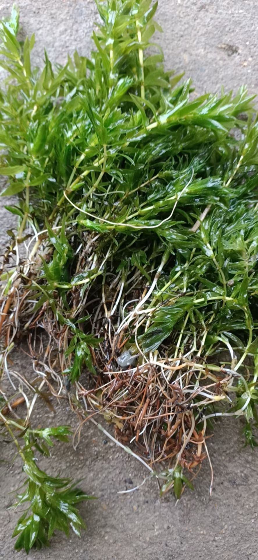轮叶黑藻 轮叶黑藻龙虾螃蟹养殖专用水草草籽