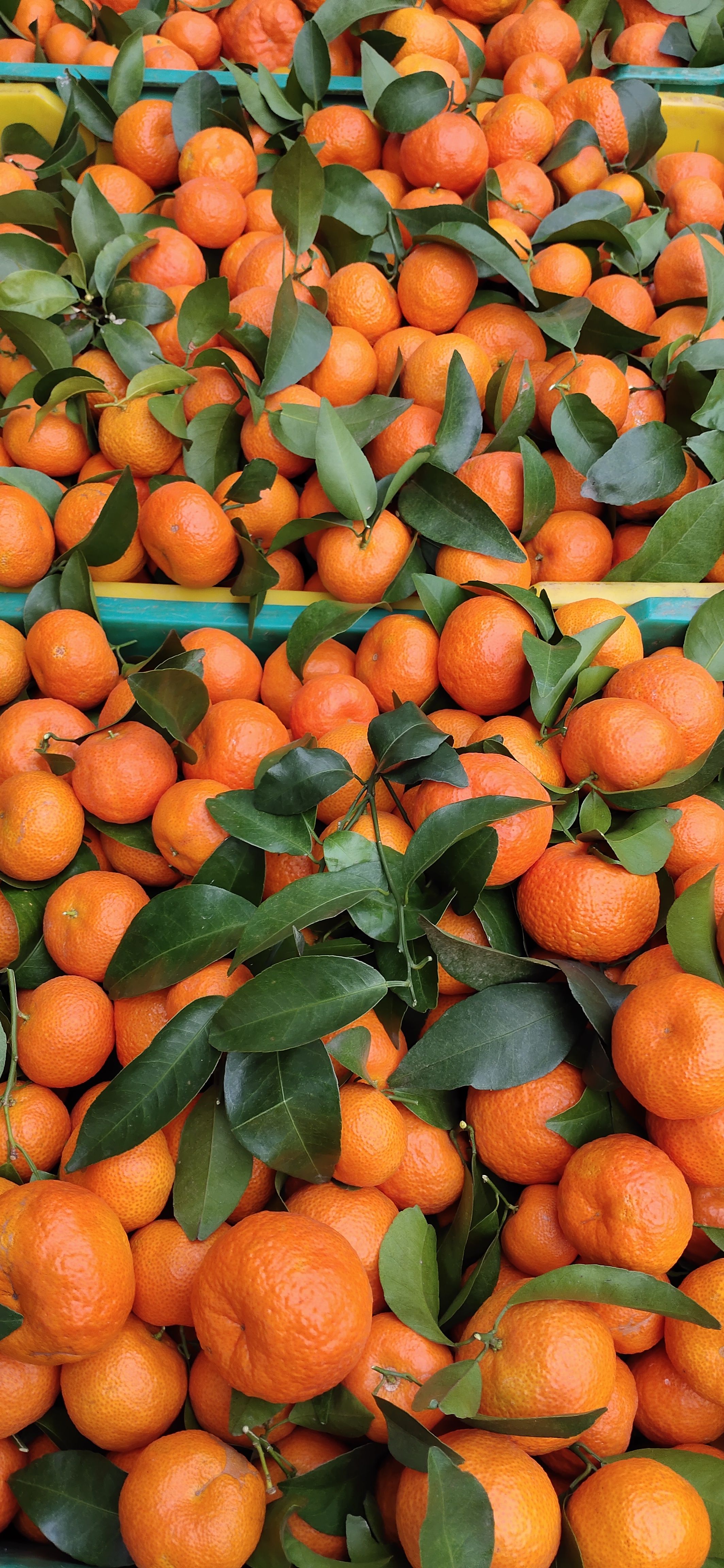 广西桂林g恭城盖膜沙糖桔订园百家果6年专业代办洗果打蜡一条龙