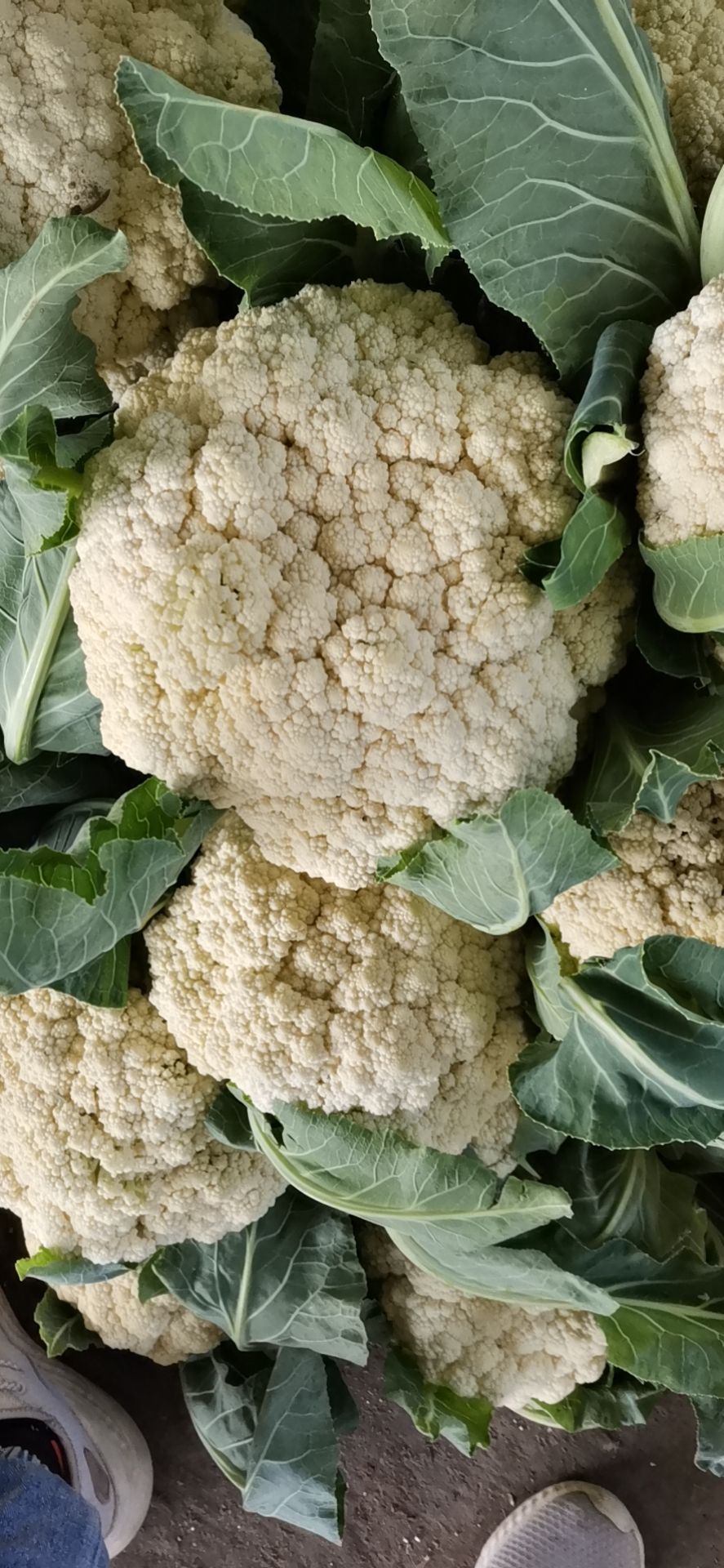 白花菜花 松散 湖北省天门市天门市 1~2斤