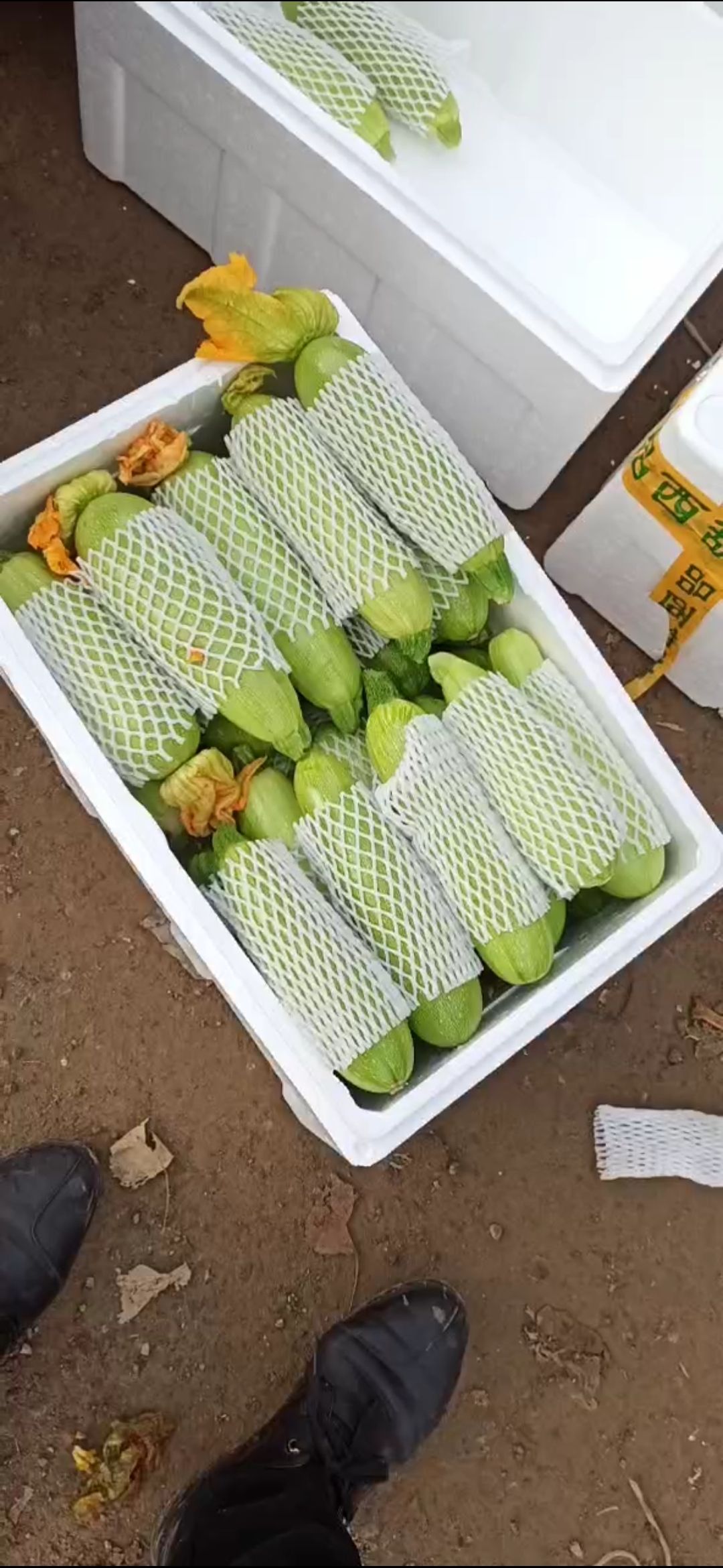 绿皮西葫芦 品描述西葫芦种植基地有二十多年的经验，种的瓜条直