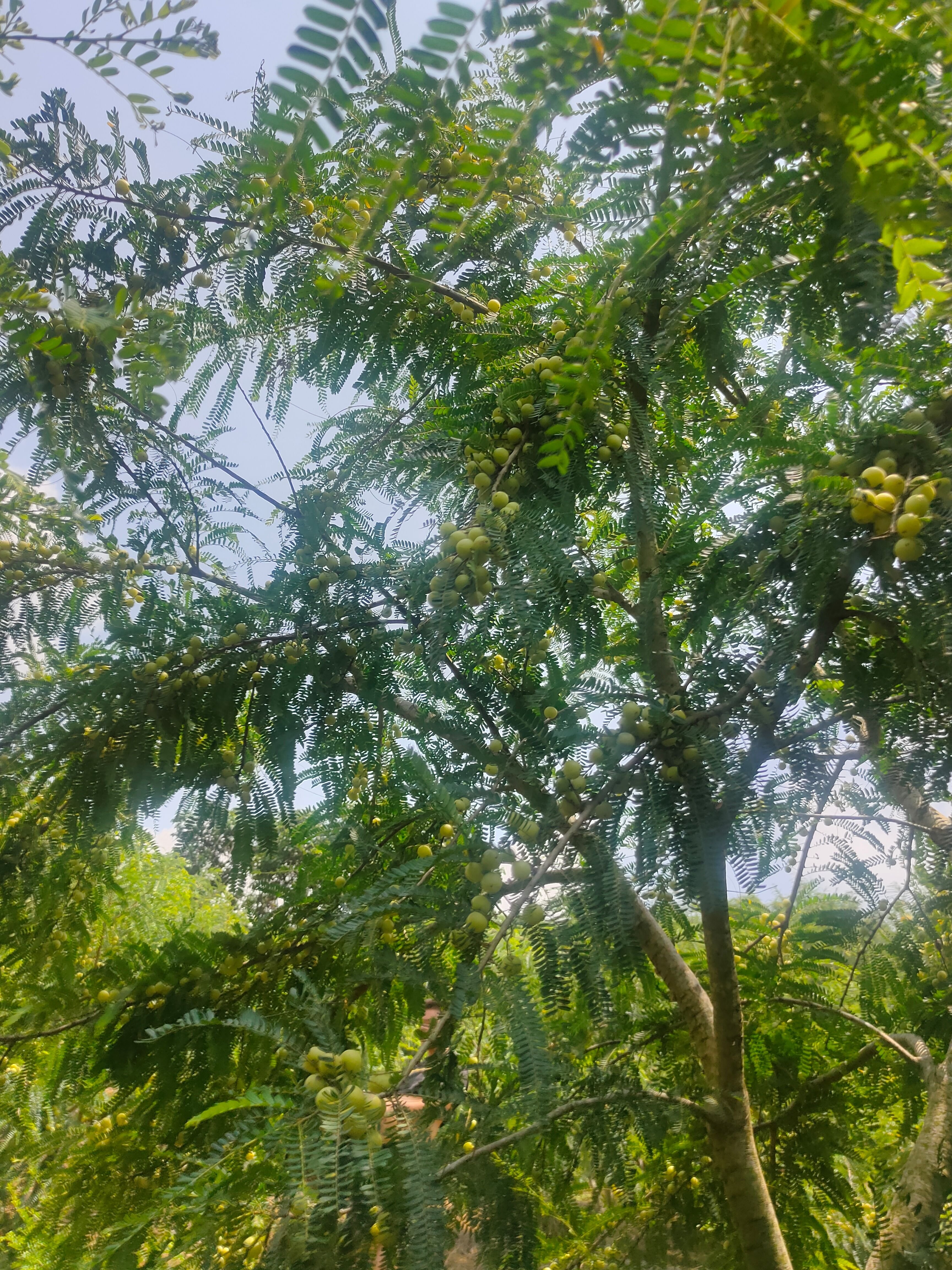 余甘果苗 大玉余甘果树苗 狮头甜种 南北方种植果树