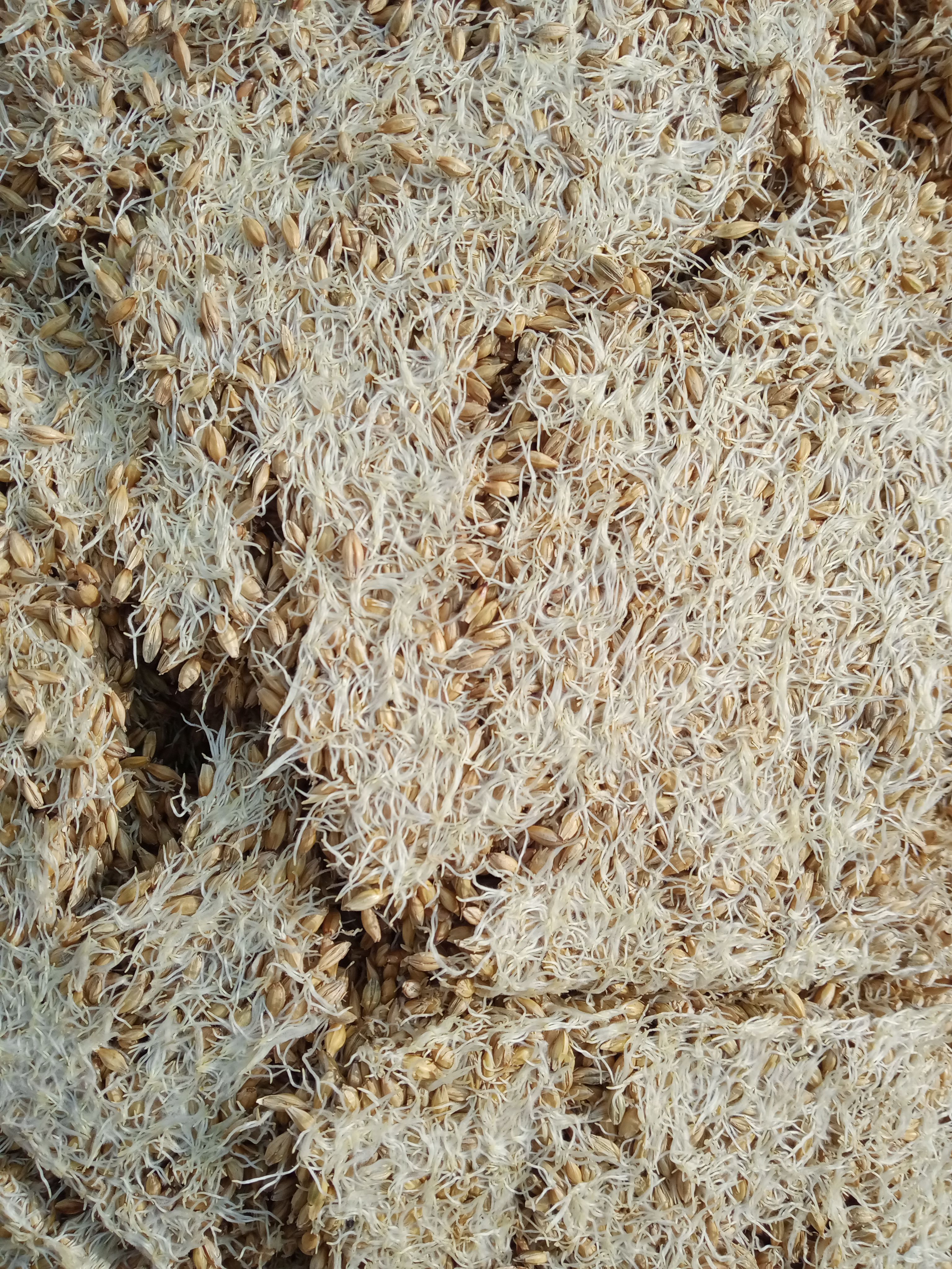 亳州中药材麦芽 大麦芽批发零售，生，炒。