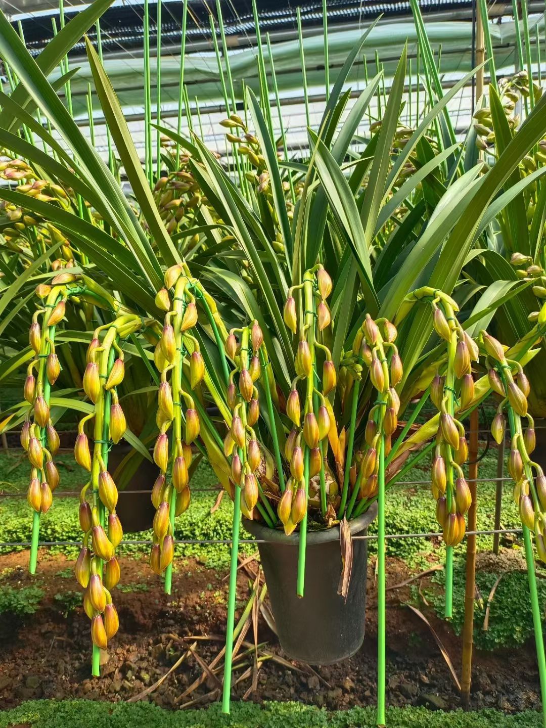 大花惠兰 带盆栽好 