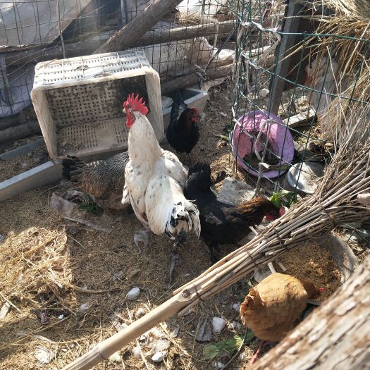 嘉祥县 土鸡，因饲料成本太高养不起出售几只产蛋中的鸡。绿皮红皮的都有