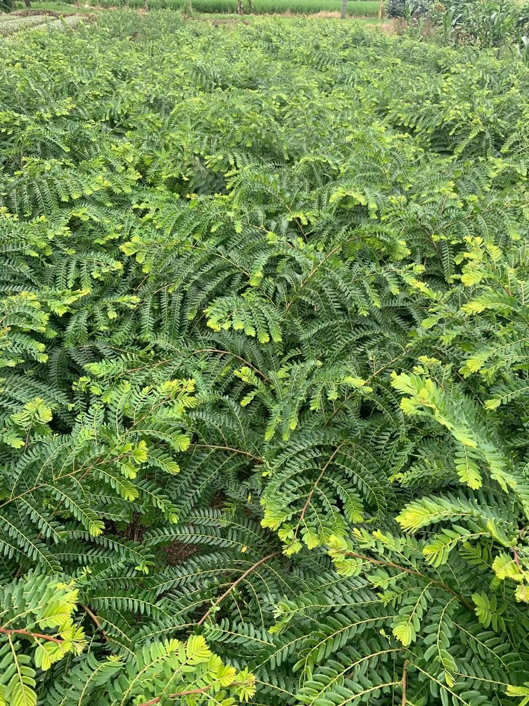 余甘果苗 大玉余甘果树苗 狮头甜种 南北方种植果树