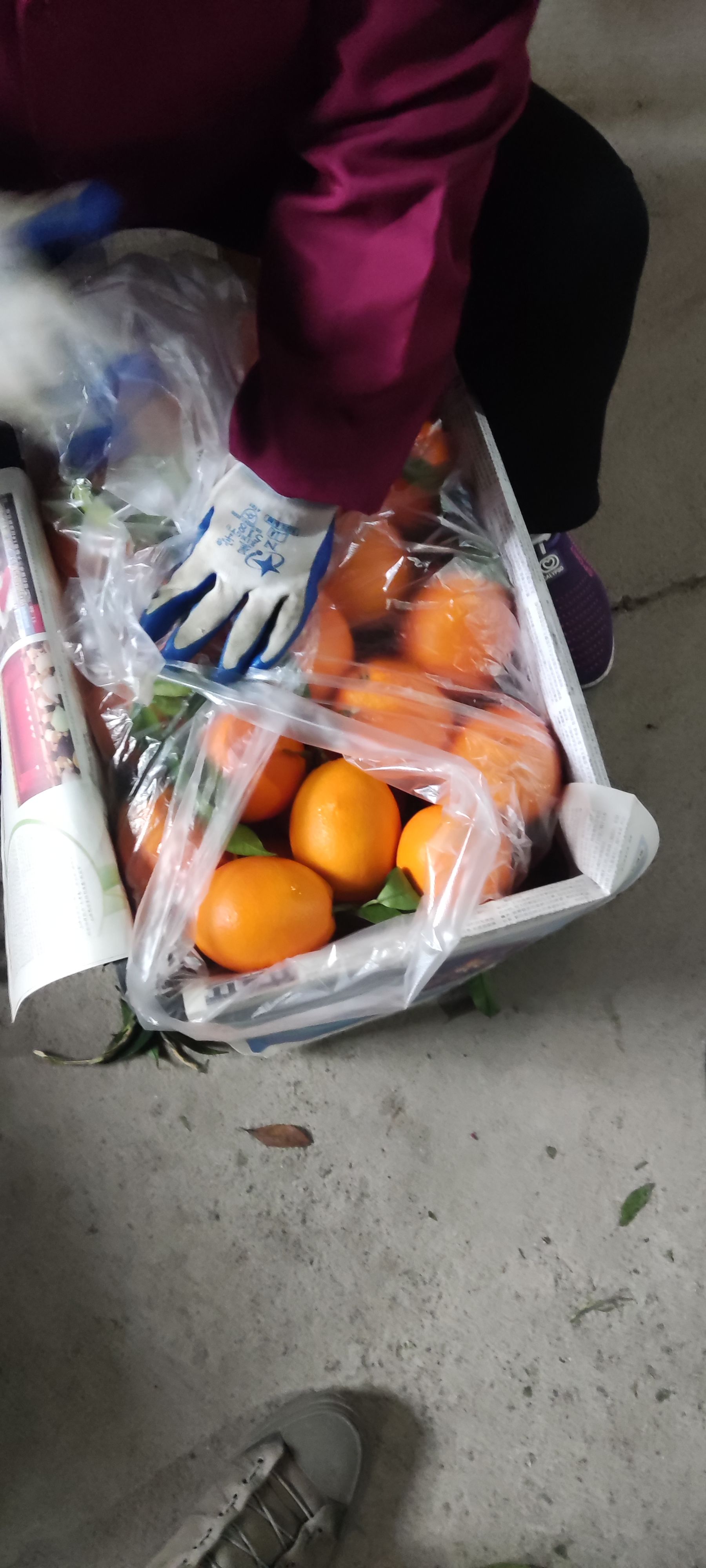 纽荷尔脐橙 纽荷尔精品大果