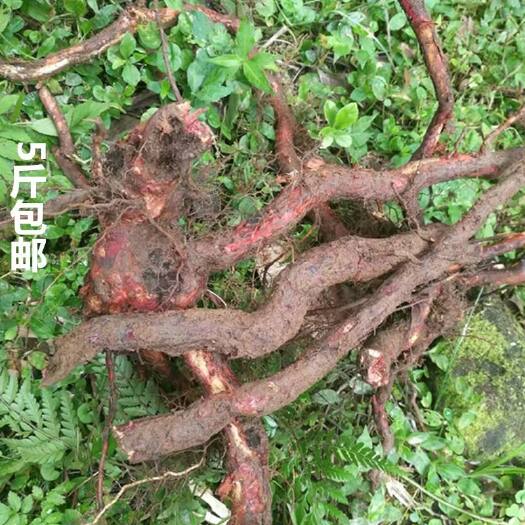 陆河县金樱子 金樱根