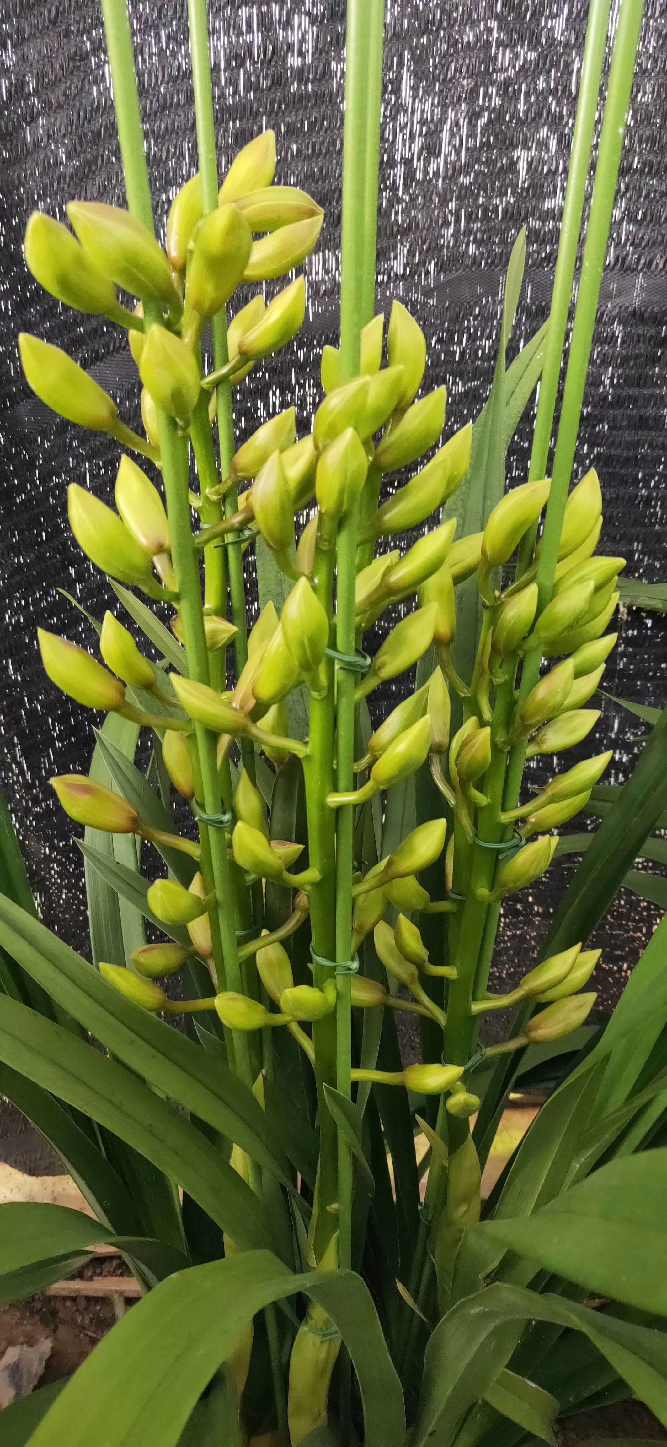 大花惠兰 带盆栽好 