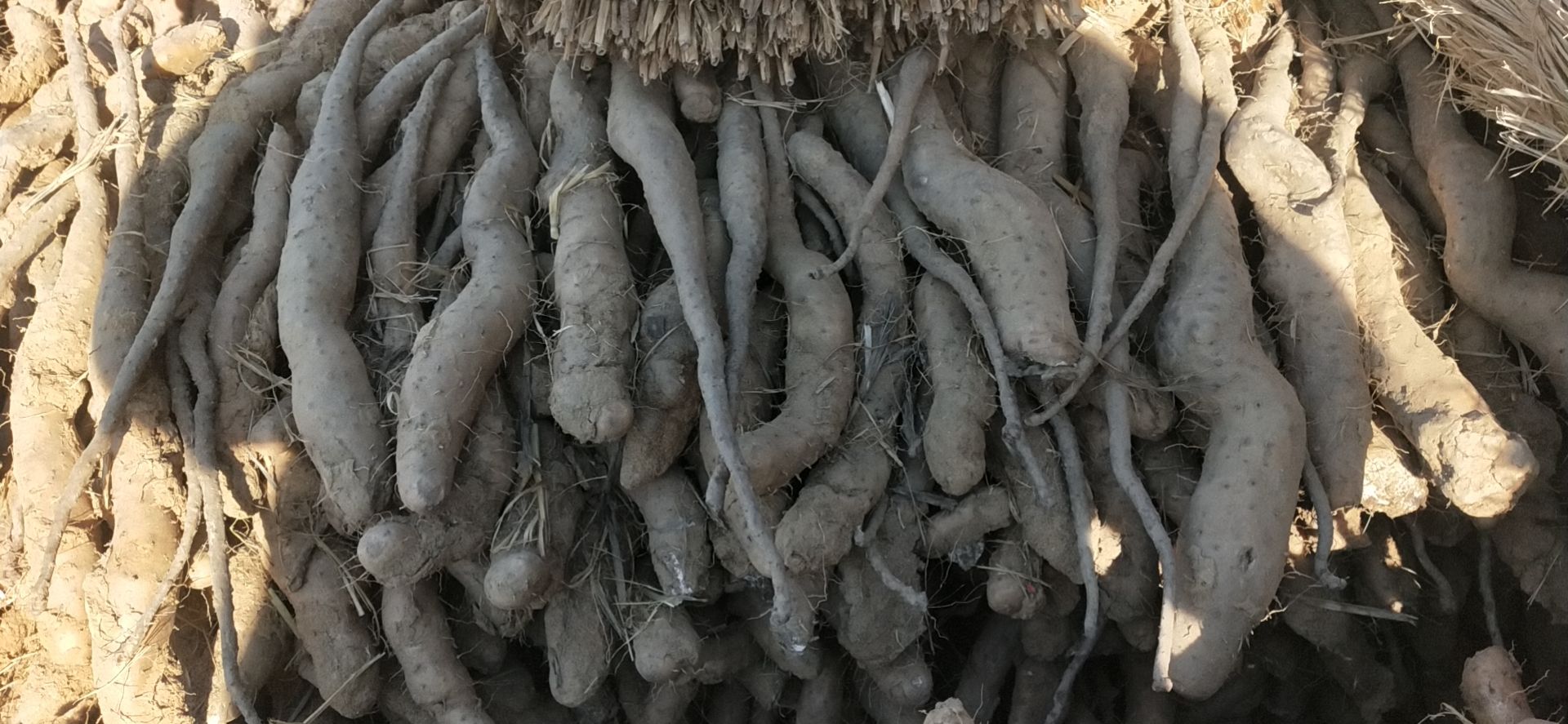 白玉山药苗 白玉