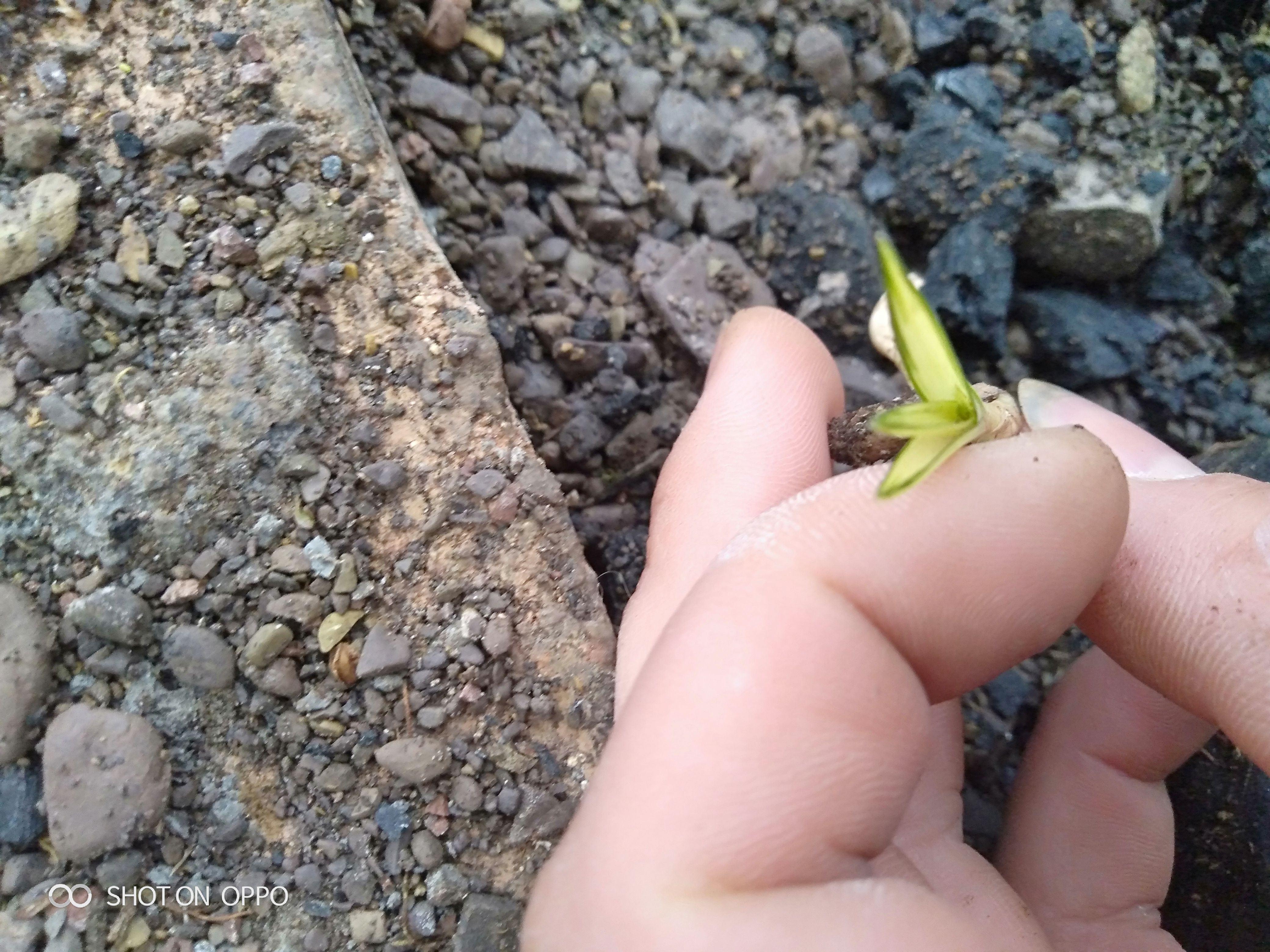  蕙兰瓷白中透，带身份证，