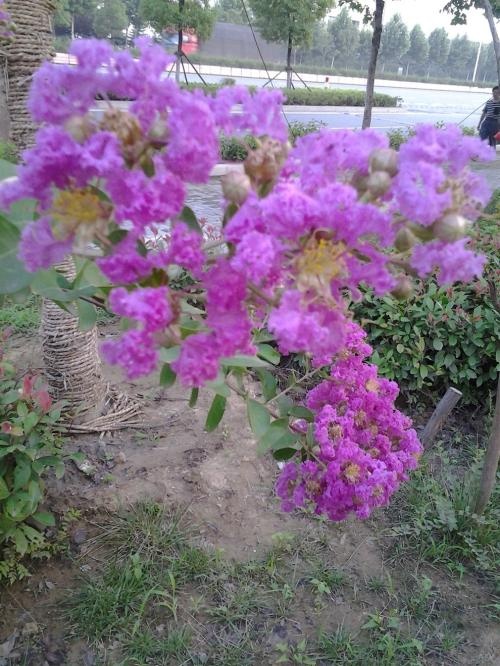 修文县红火箭紫薇 紫花紫薇紫薇树4－－6公分带土球发货