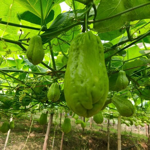 马关县新鲜佛手瓜，吊瓜，洋瓜，现扯现卖口感好，大量上市