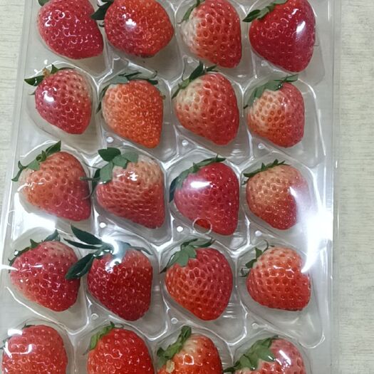 南通红颜草莓 红颜精品草莓