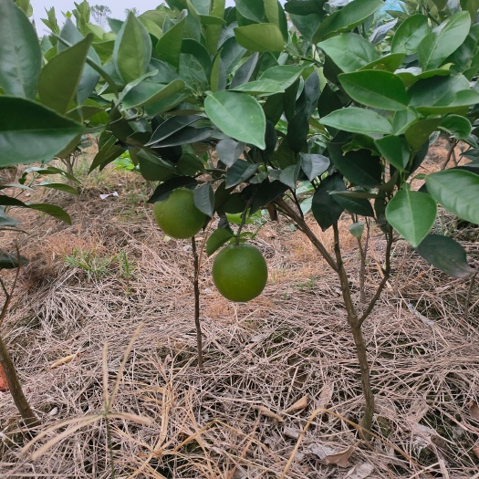 松滋市脐橙树苗 纽何尔早熟脐橙苗