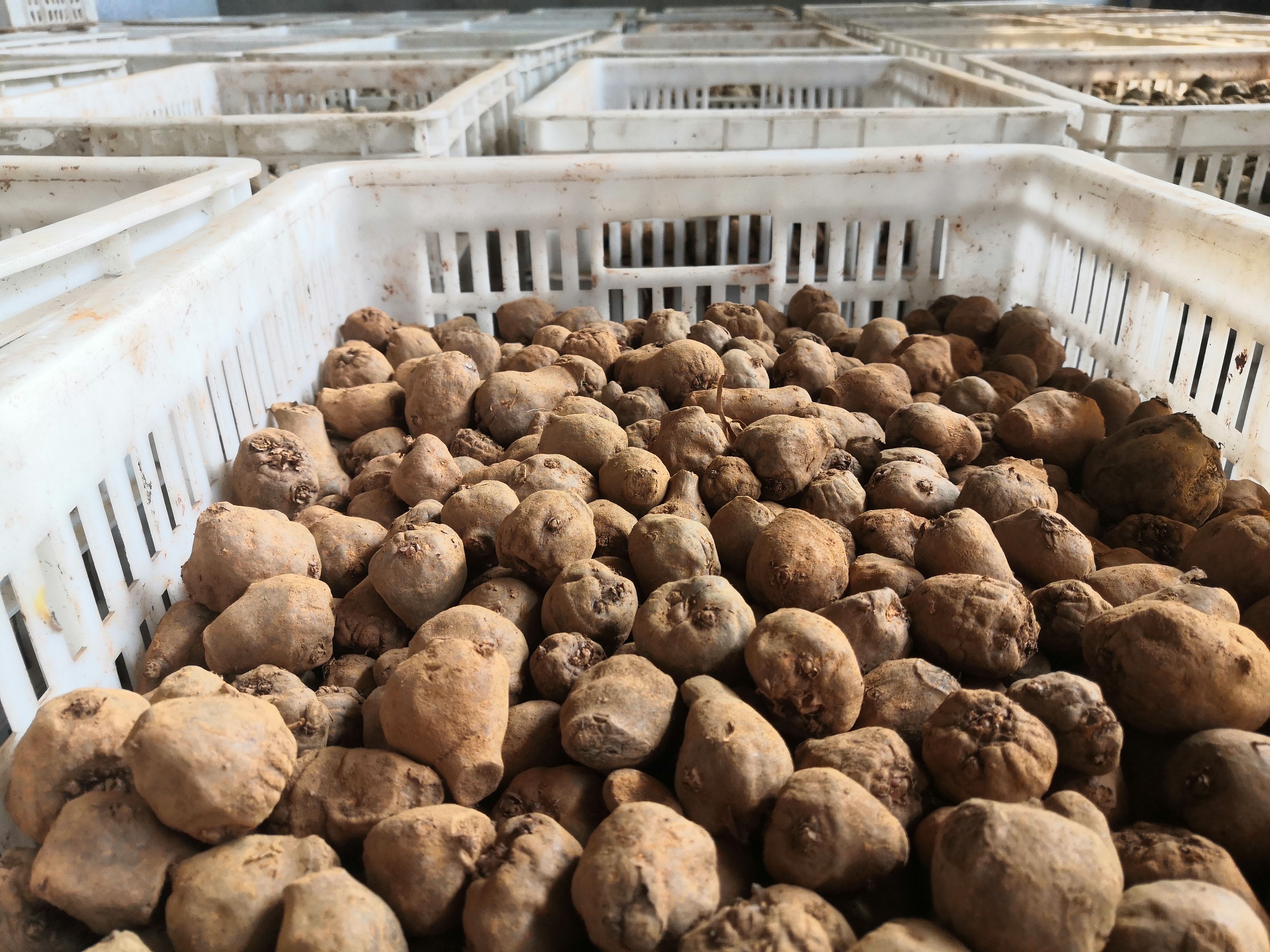 垄兴魔芋种子（高品质大型基地培育，欢迎实地参观考察确认！）