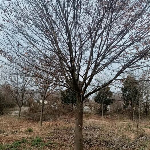 南京榉树10-12-15-18-20-25-30公分，大量出售