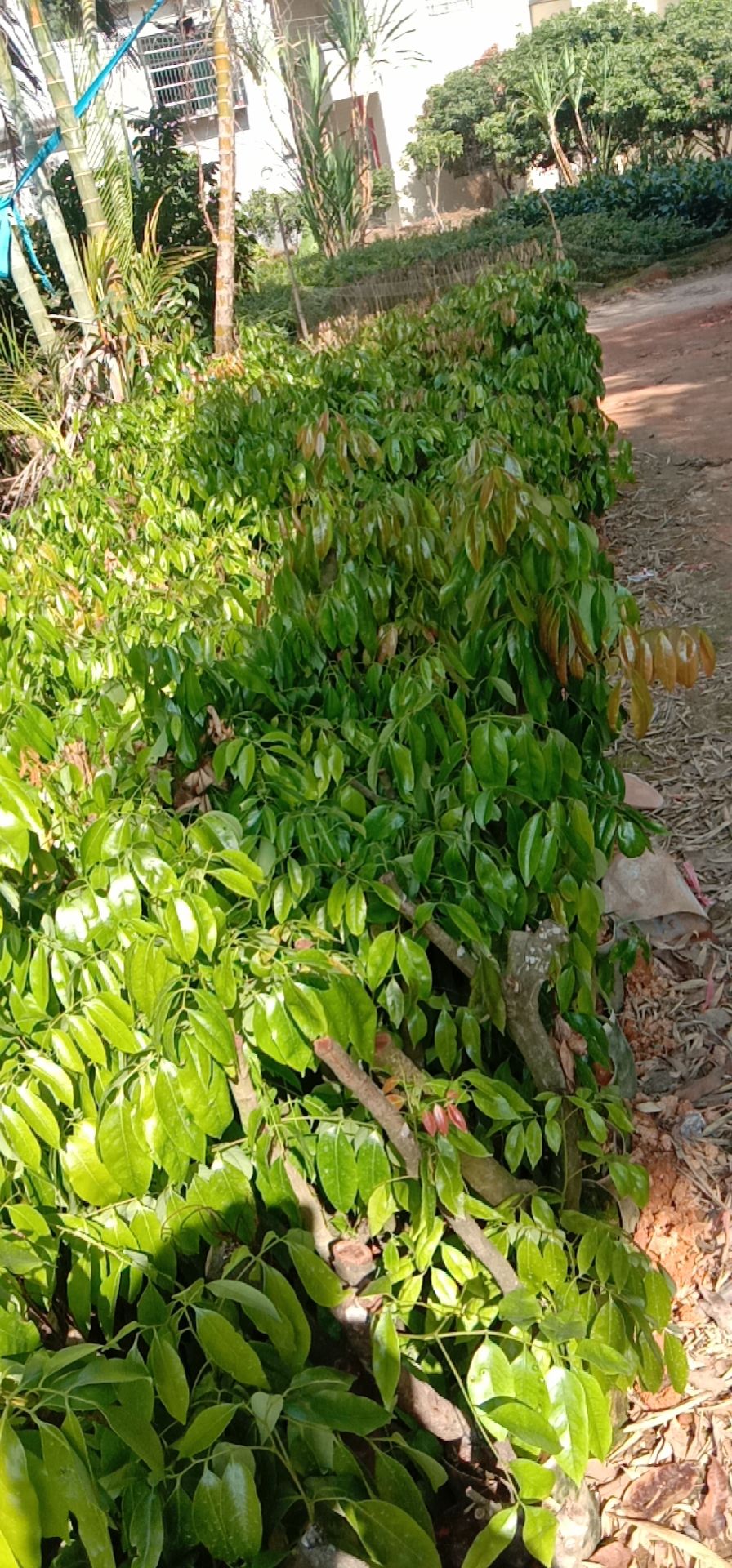 桂味荔枝苗 ，白糖樱苗，仙进奉荔枝苗，等，(东方苗场)