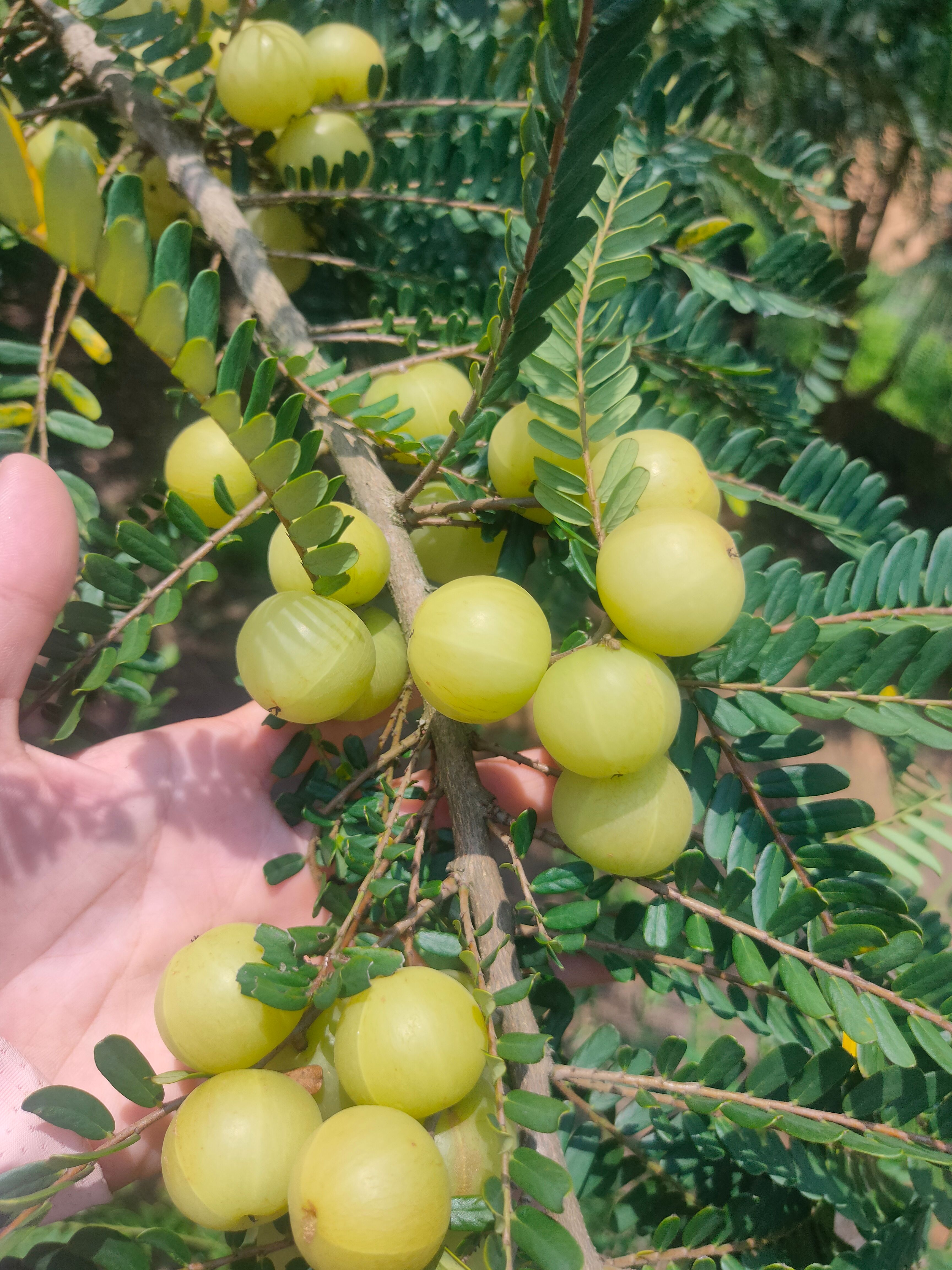 余甘果苗 大玉余甘果树苗 狮头甜种 南北方种植果树