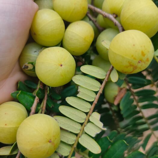 灵山县余甘果苗 大玉余甘果树苗 狮头甜种 南北方种植果树