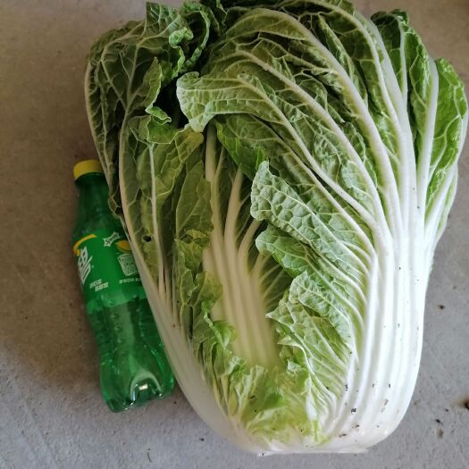涡阳县圆颗黄心大白菜种植基地