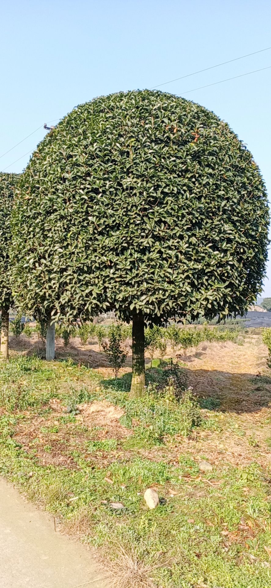 桂花树 精品桂花