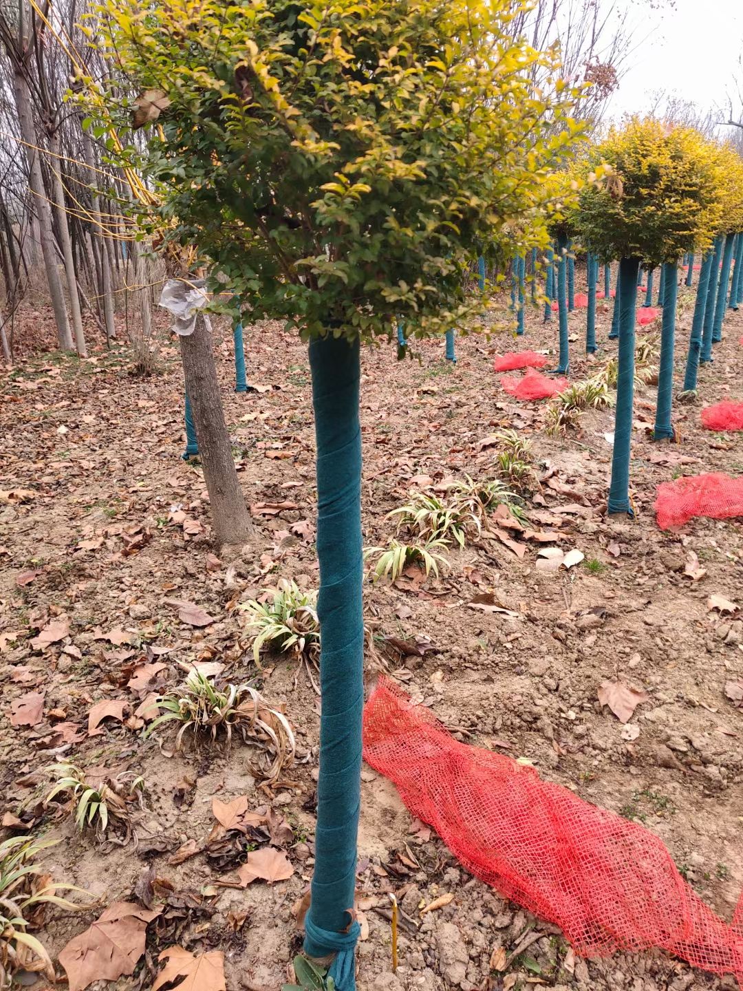  亮晶女贞棒棒糖