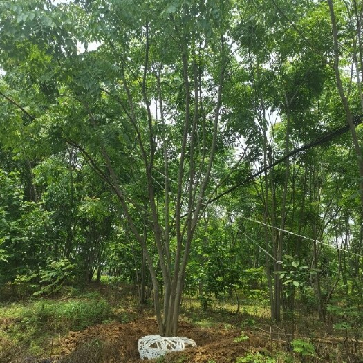长沙 从生栾树