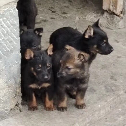 泗县出售纯种东德牧羊犬幼犬，头版骨量大，性格生猛，提前预订中