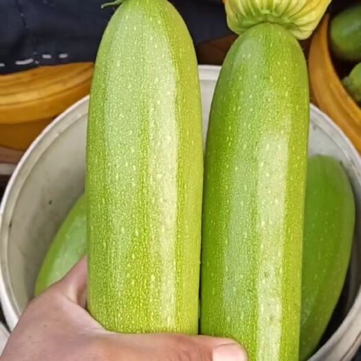 平原县 西葫芦