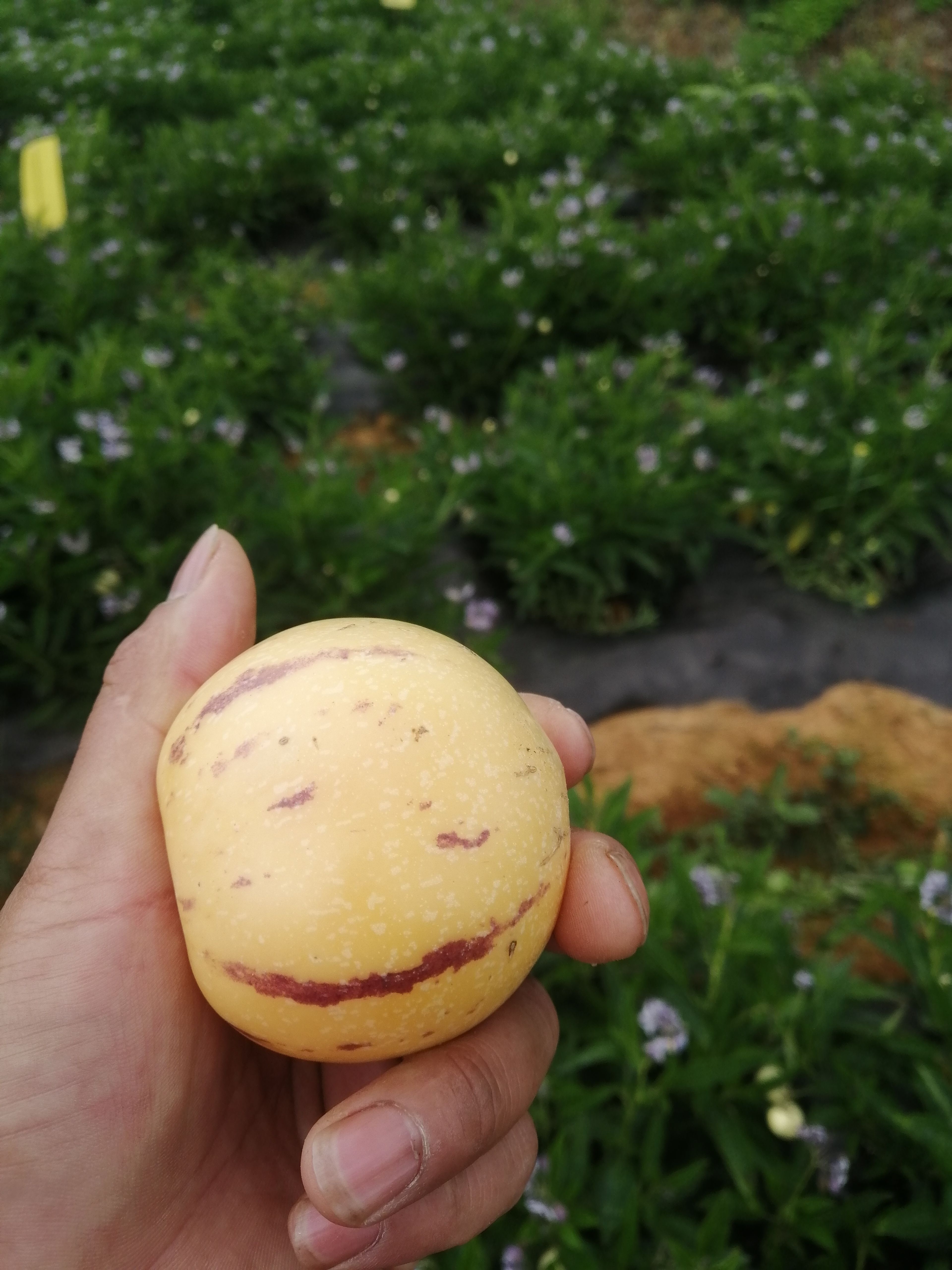  云南产地人参果