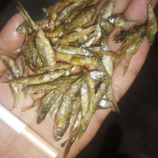 凤县油炸麦穗鱼干