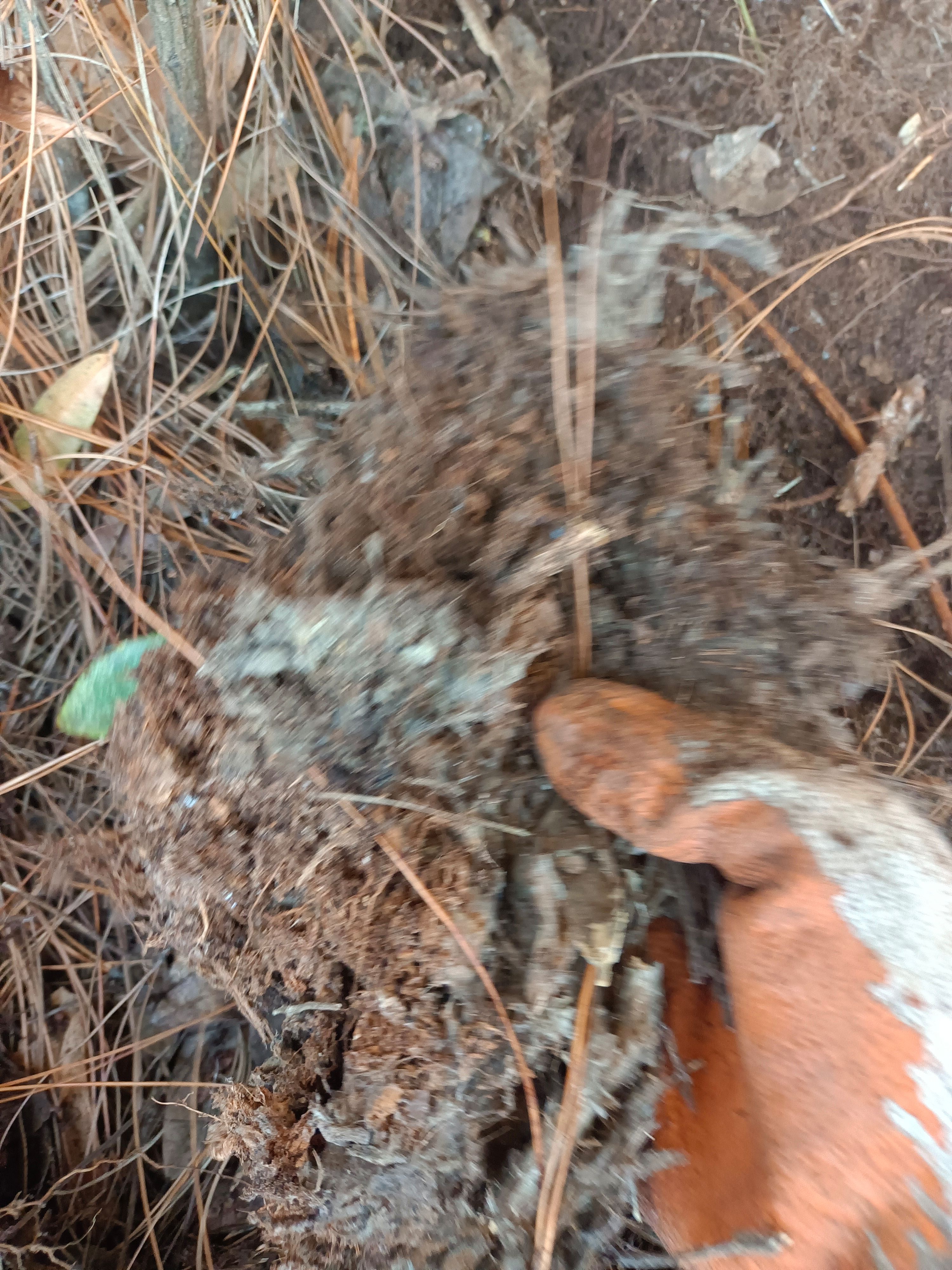腐殖酸 腐殖土
