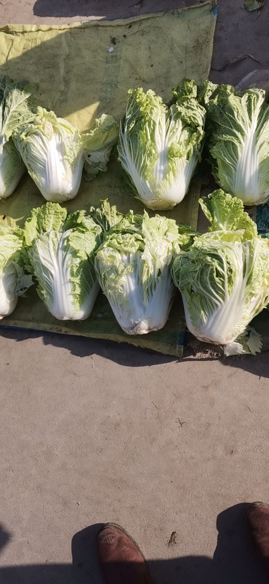 黄心大白菜 白菜和沙地萝卜