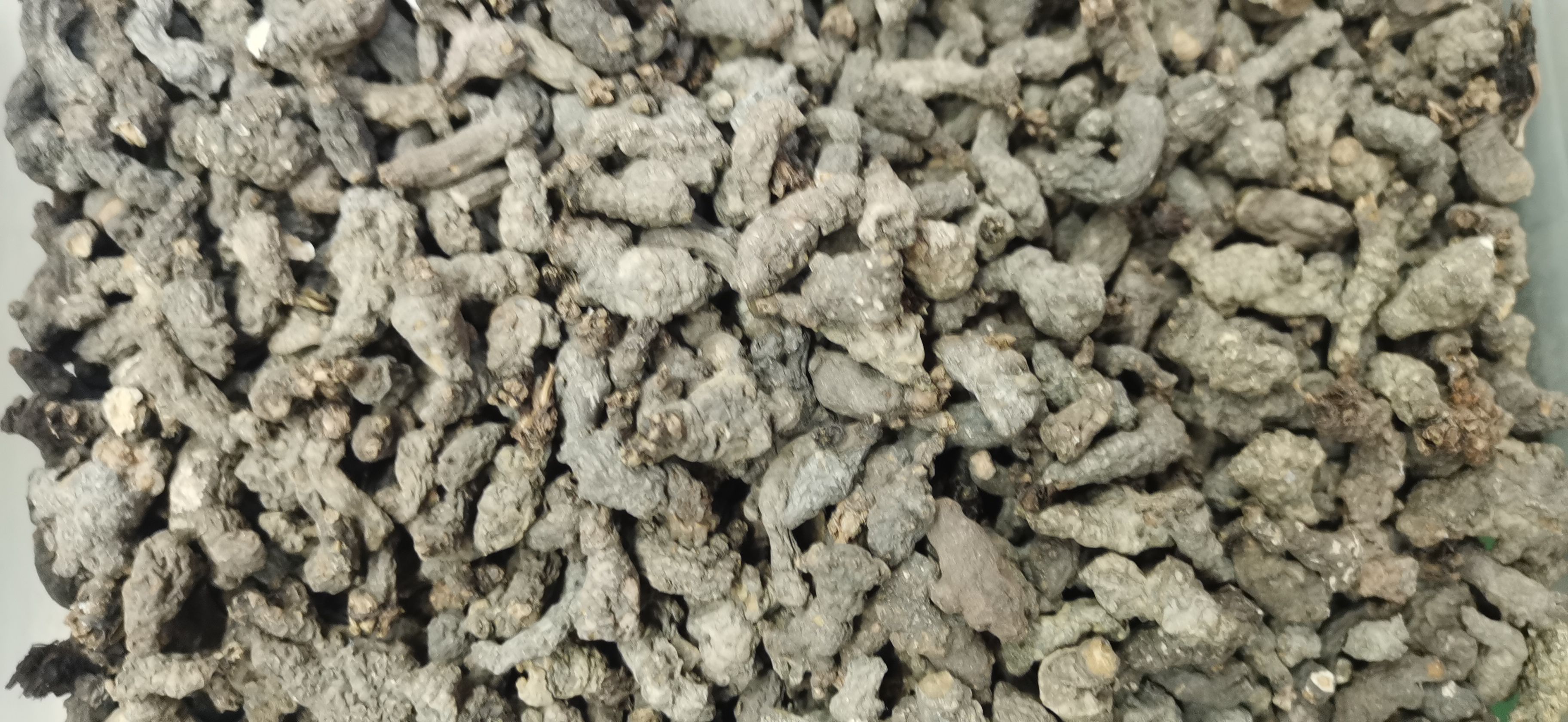  天葵子干净无硫新货紫背天葵子