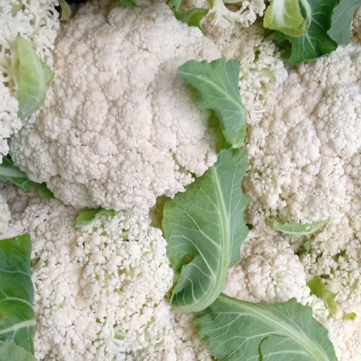 贞丰县白花菜花 精品散花