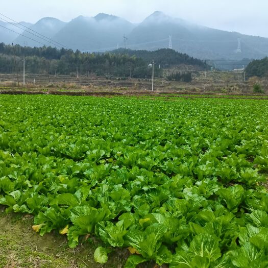 双牌县包心芥菜