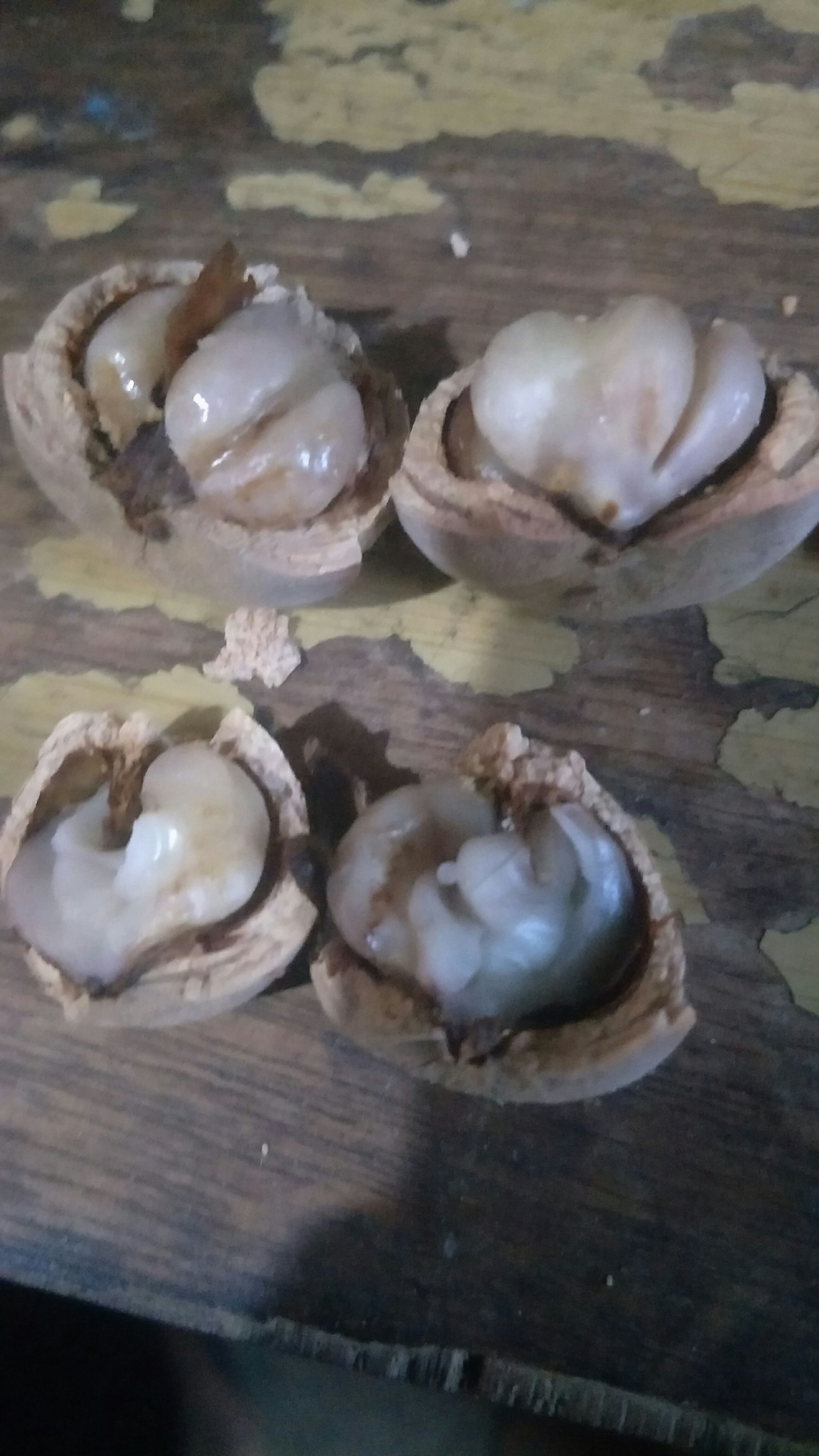 广东大叶风流果苗，品种优良，皮薄肉厚，肉质香甜，早熟良好品种