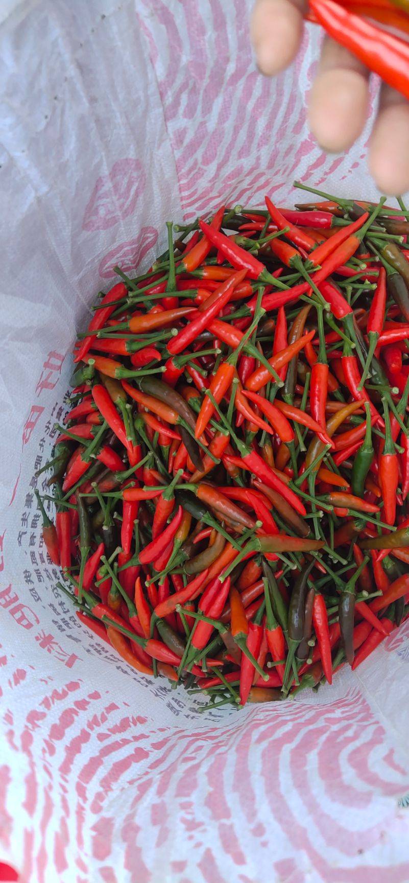 小米椒 小米辣     朝天辣     各种辣椒