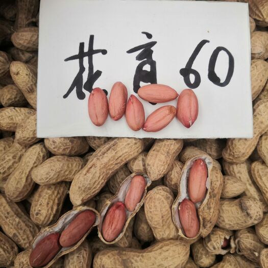莱西市花育花生 优质高产抗病