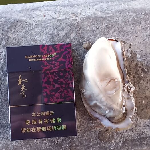 漳浦县净化蚝 乳山生蚝