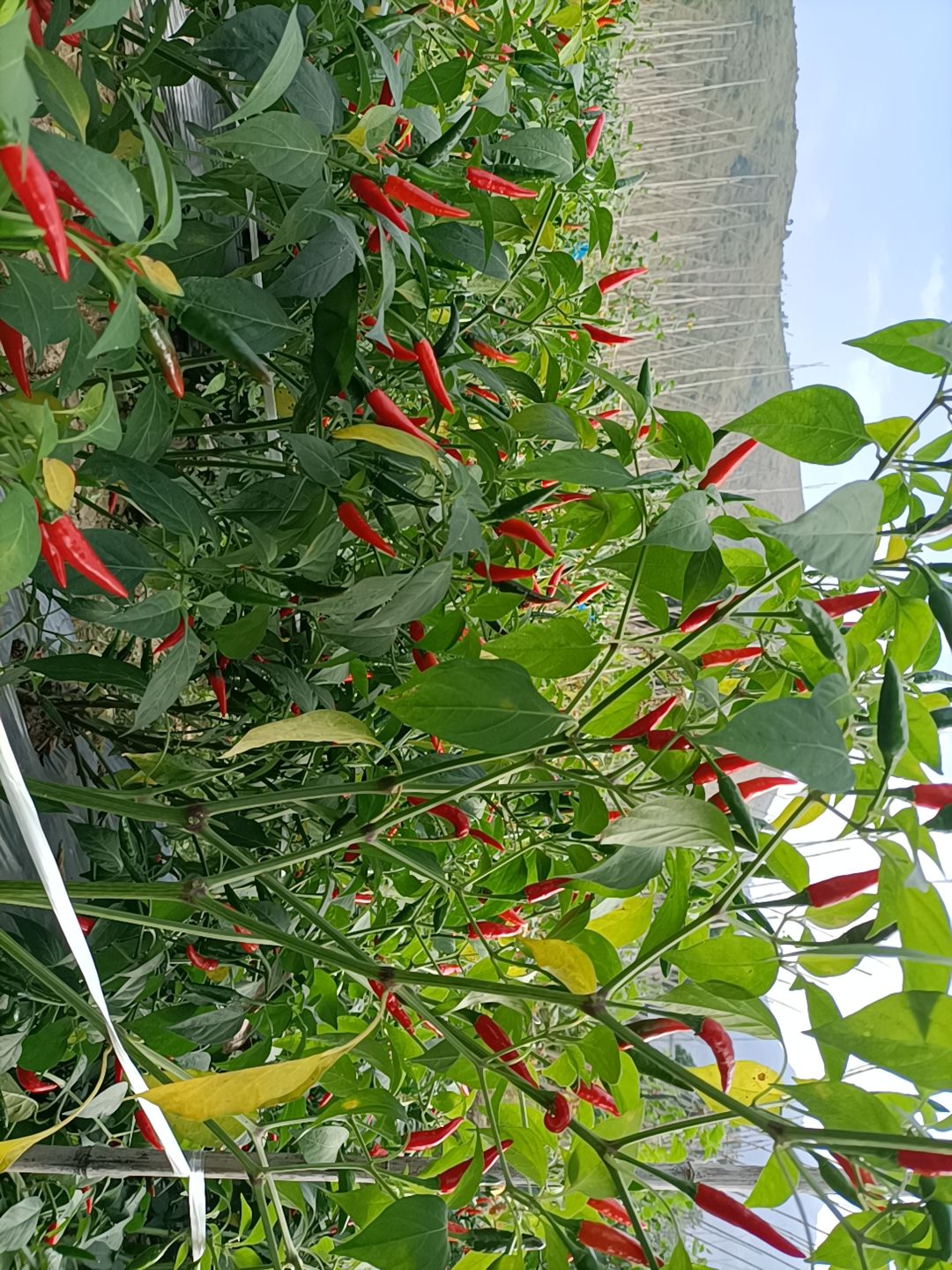 小米椒 小米辣     朝天辣     各种辣椒