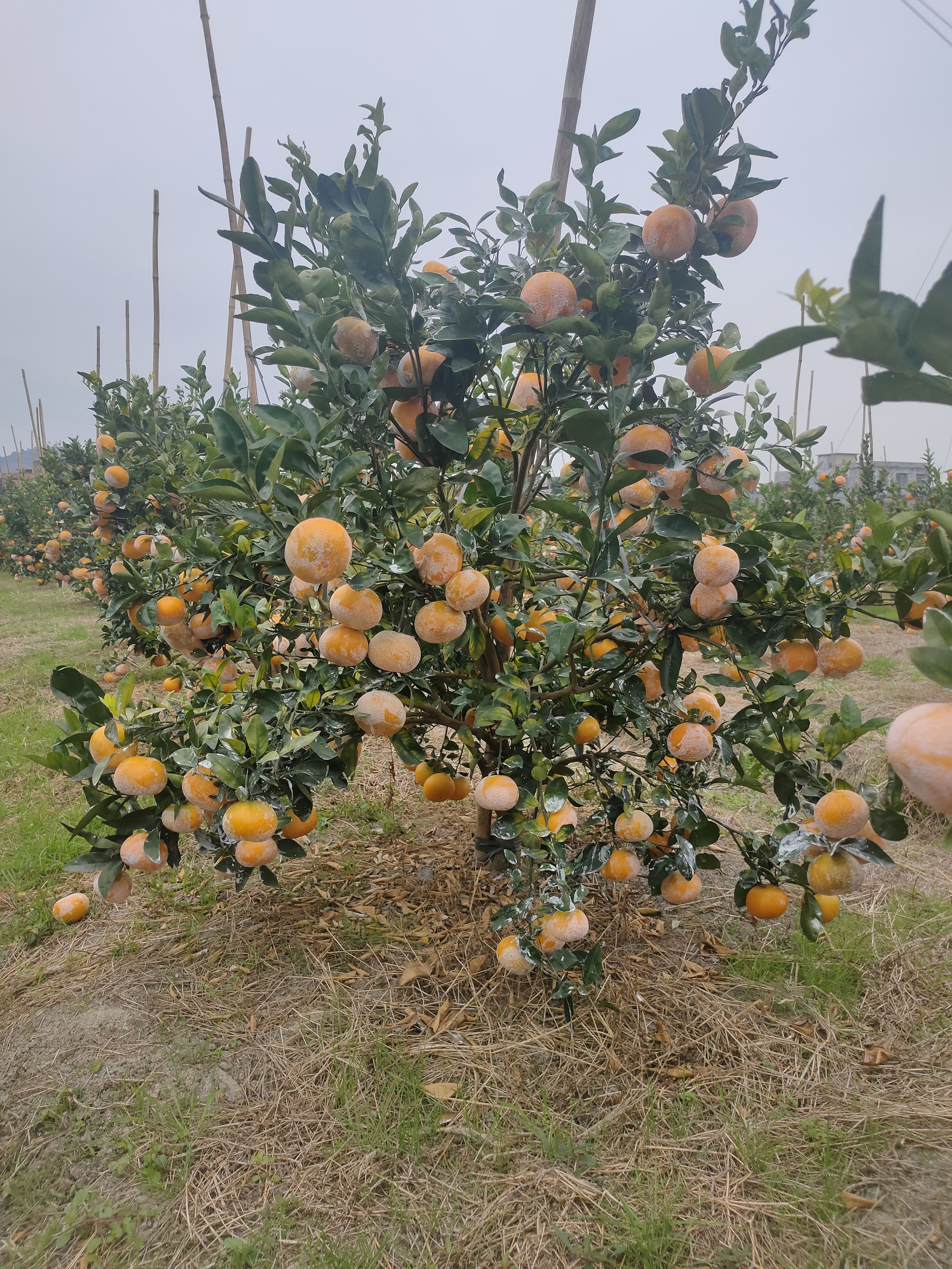 茂谷柑苗  茂谷柑 早熟品种清明节前后成熟  产量高易管理