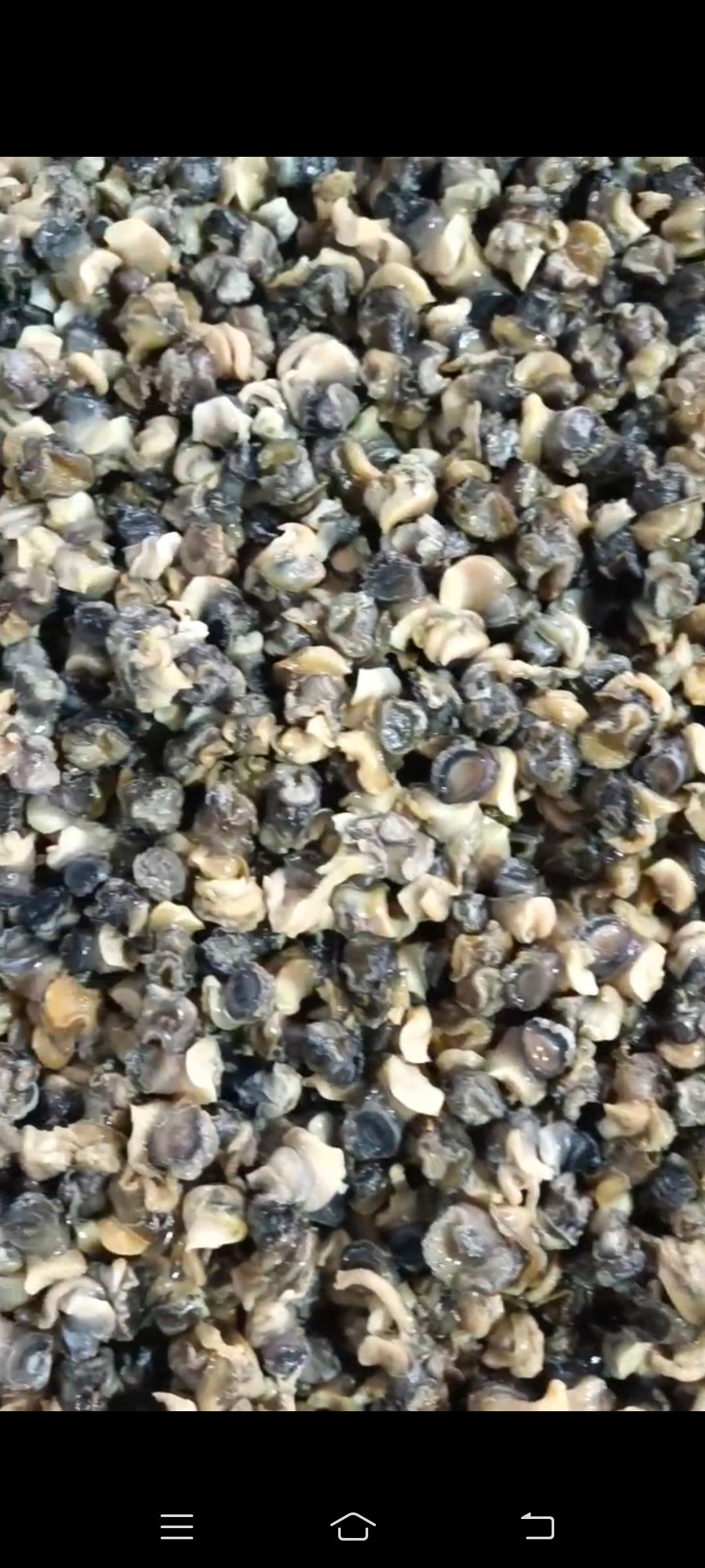  螺蛳肉，田螺肉