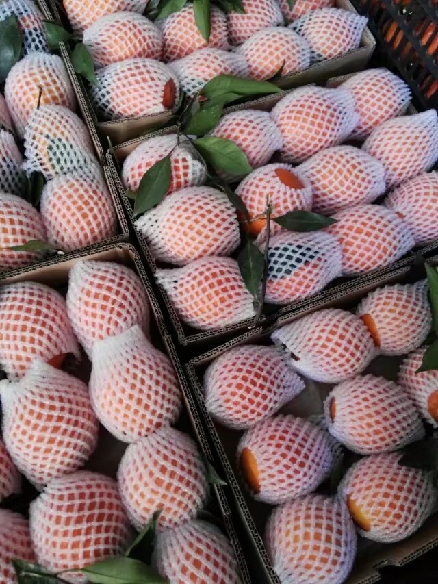 纽荷尔脐橙 纽荷尔精品大果