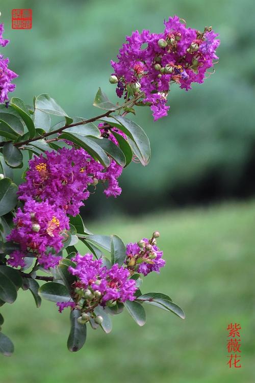 红火箭紫薇 紫花紫薇紫薇树4－－6公分带土球发货