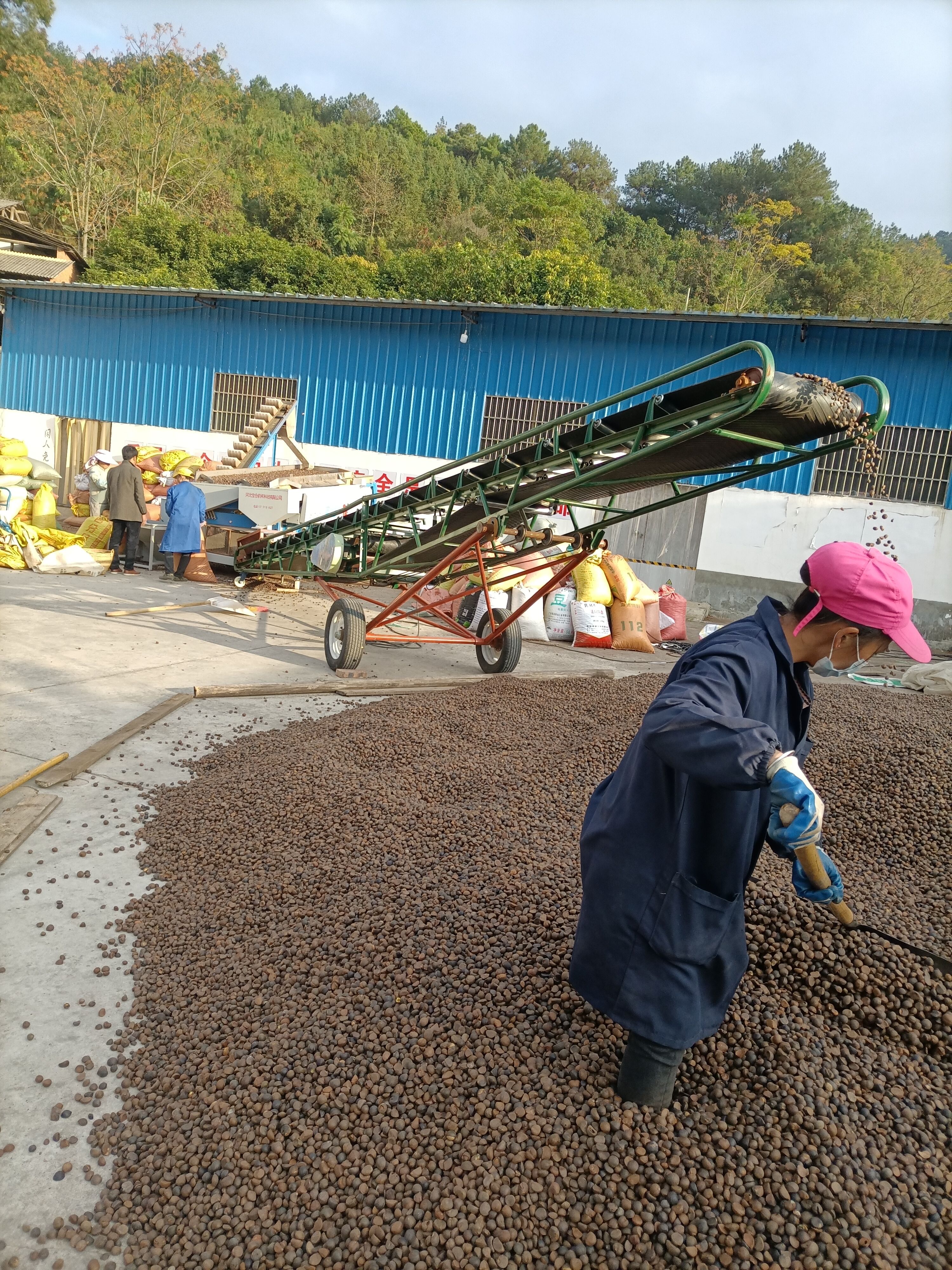 油茶籽，云南油茶籽，中小籽，過篩，出油率高，水份在8.5左右