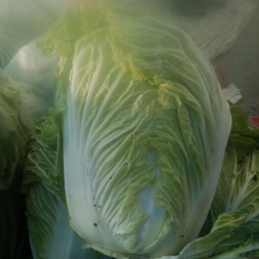 周口 白菜，青杂黄心大白菜