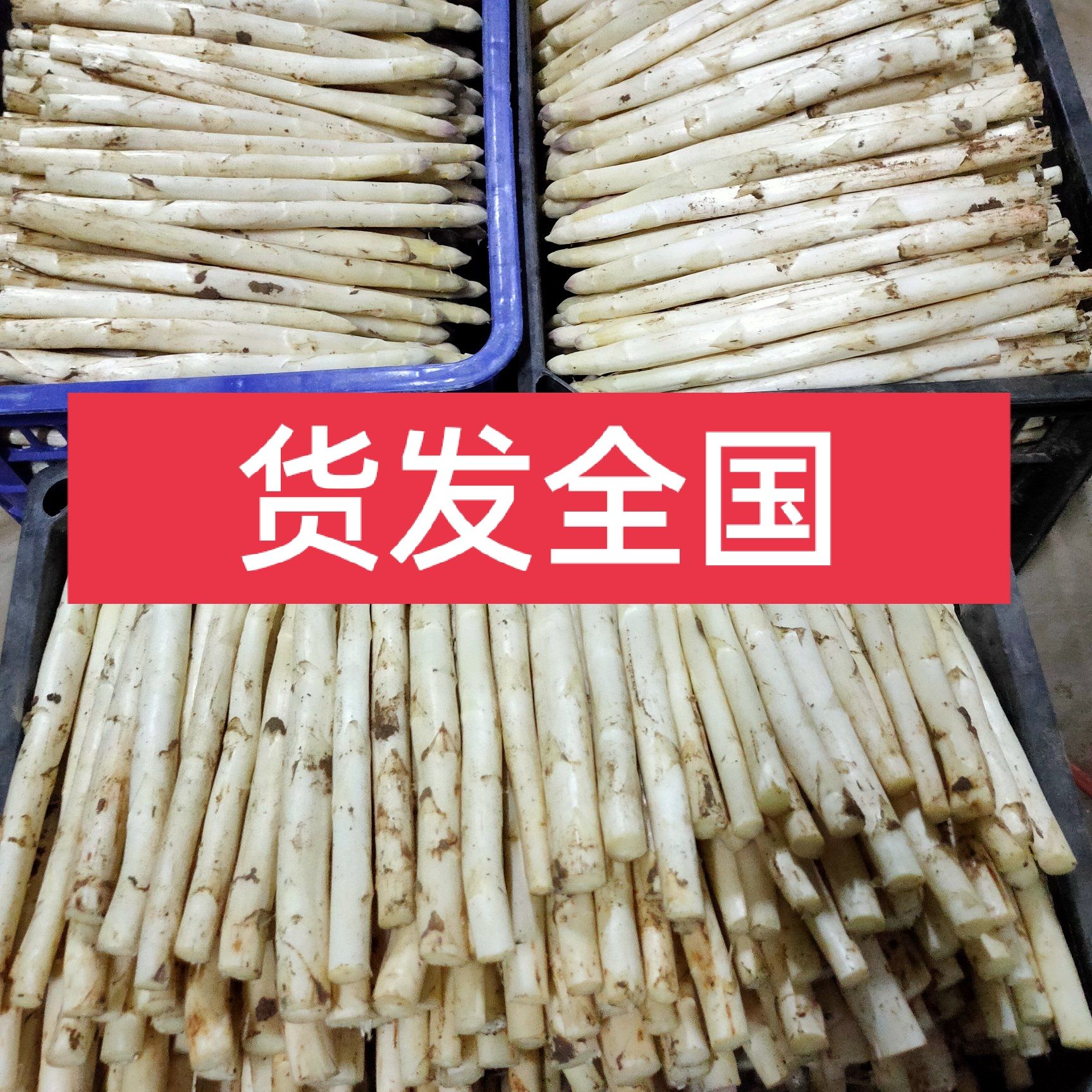 安丘市山东潍坊特产，白芦笋烧锅炉生长的白芦笋反季节上市了。